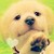 :iconspanielluver54: