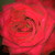 :iconspannah1: