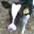 :iconspanny-dogger: