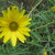 :iconsparkles-022811:
