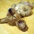:iconsparkling45: