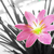 :iconsparklingmoonflower: