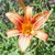 :iconsparkly-banana: