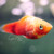 :iconsparklycrow: