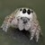 :iconsparklywhitewolf: