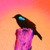 :iconsparky0909: