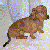:iconsparquelito: