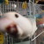 :iconsparrow-hearts: