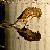 :iconsparrow-lark: