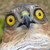 :iconsparrowhawk389: