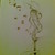 :iconsparrowv2: