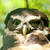 :iconspartacusuk: