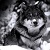 :iconspartan-563: