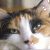 :iconspazkitty: