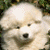 :iconspazzticfluffy: