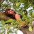 :iconspeackerphone3: