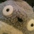 :iconspecial-hat: