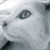 :iconspecial-uchiha: