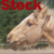:iconspecialy-equine: