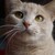 :iconspeck323: