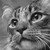 :iconspeckleheart: