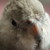 :iconspeed7777: