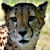 :iconspeedbird1961: