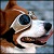 :iconspeedsmccat: