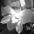 :iconspeedy-photography:
