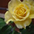 :iconspeedy08: