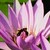 :iconspeedygirl-432: