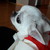 :iconspeedystar:
