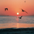 :iconspero-pro-pacis: