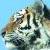 :iconspheniscidae: