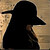 :iconsphere-tuner: