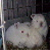:iconspICEYrabbit22: