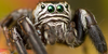:iconspider-fans-only: