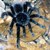 :iconSpider78: