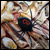 :iconspiderb: