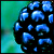 :iconspiderflower: