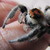 :iconspiderphotographer: