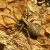 :iconspiderpsalms: