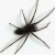 :iconspiderq: