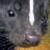 :iconspidersonic: