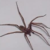 :iconspiderwoman12:
