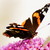 :iconspiltphoto: