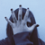 :iconspincia: