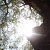 :iconspirit-crane-tabida: