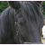 Spirit-Of-The-Horse :iconspirit-of-the-horse: