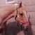 :iconspirit-of-the-west: